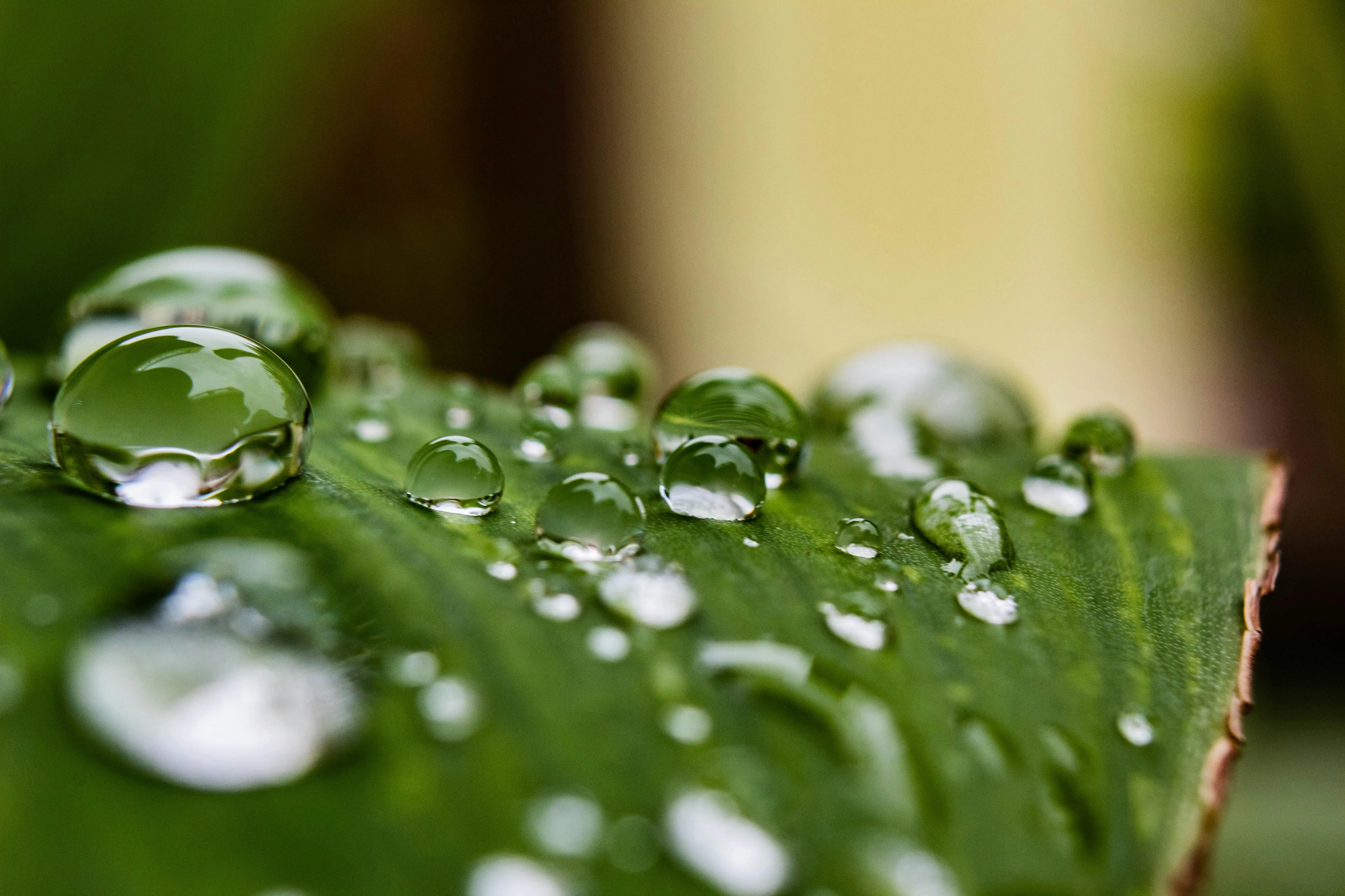 12 Modern Inventions Found in Nature First