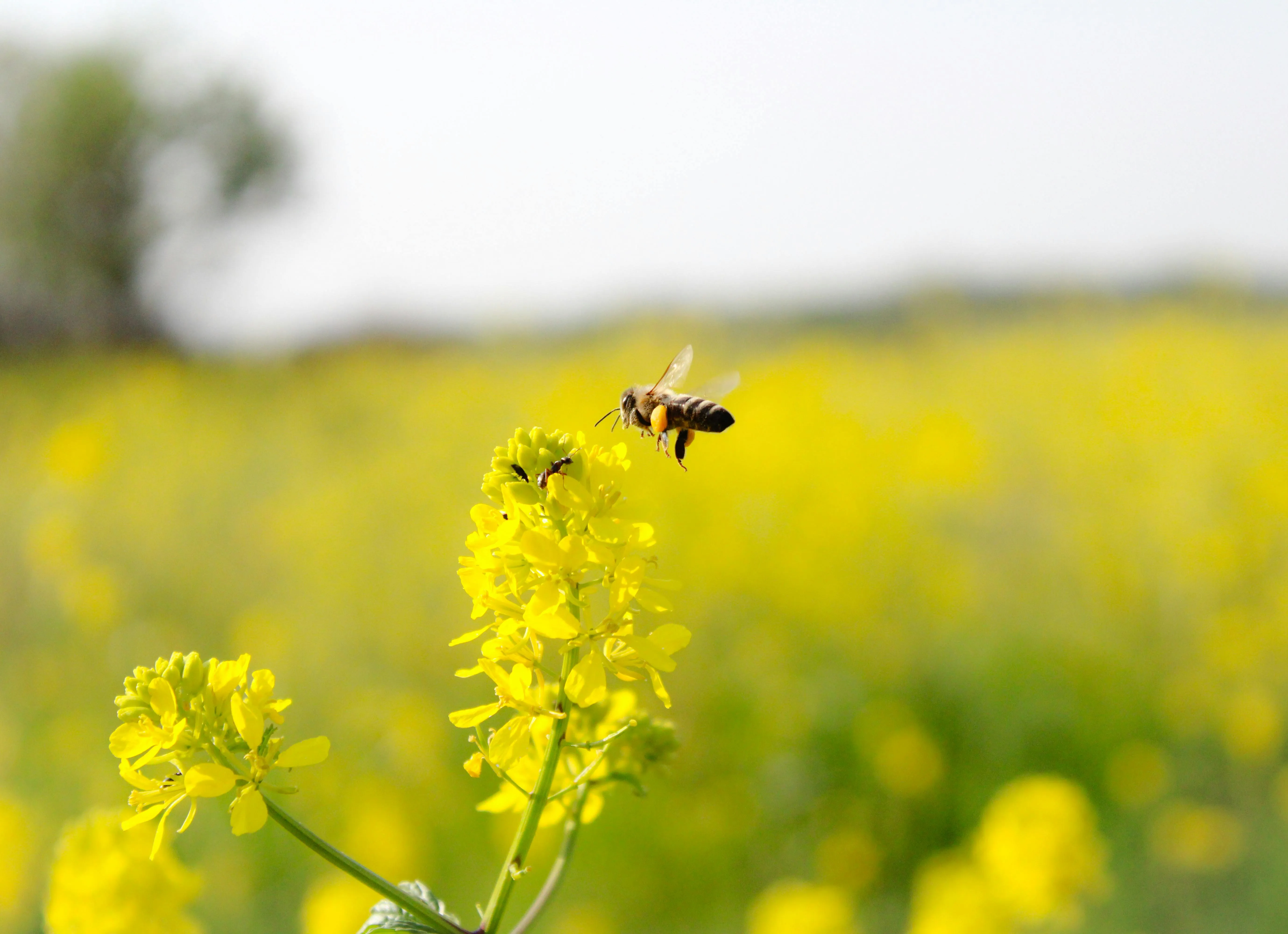 Alban Mehmeti on Pexels