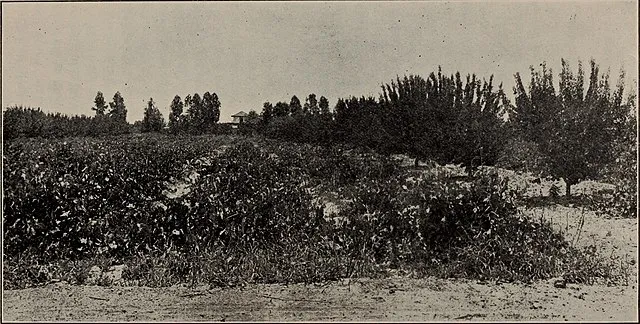 Coit, J. Eliot, b. 1880 on Wikimedia Commons