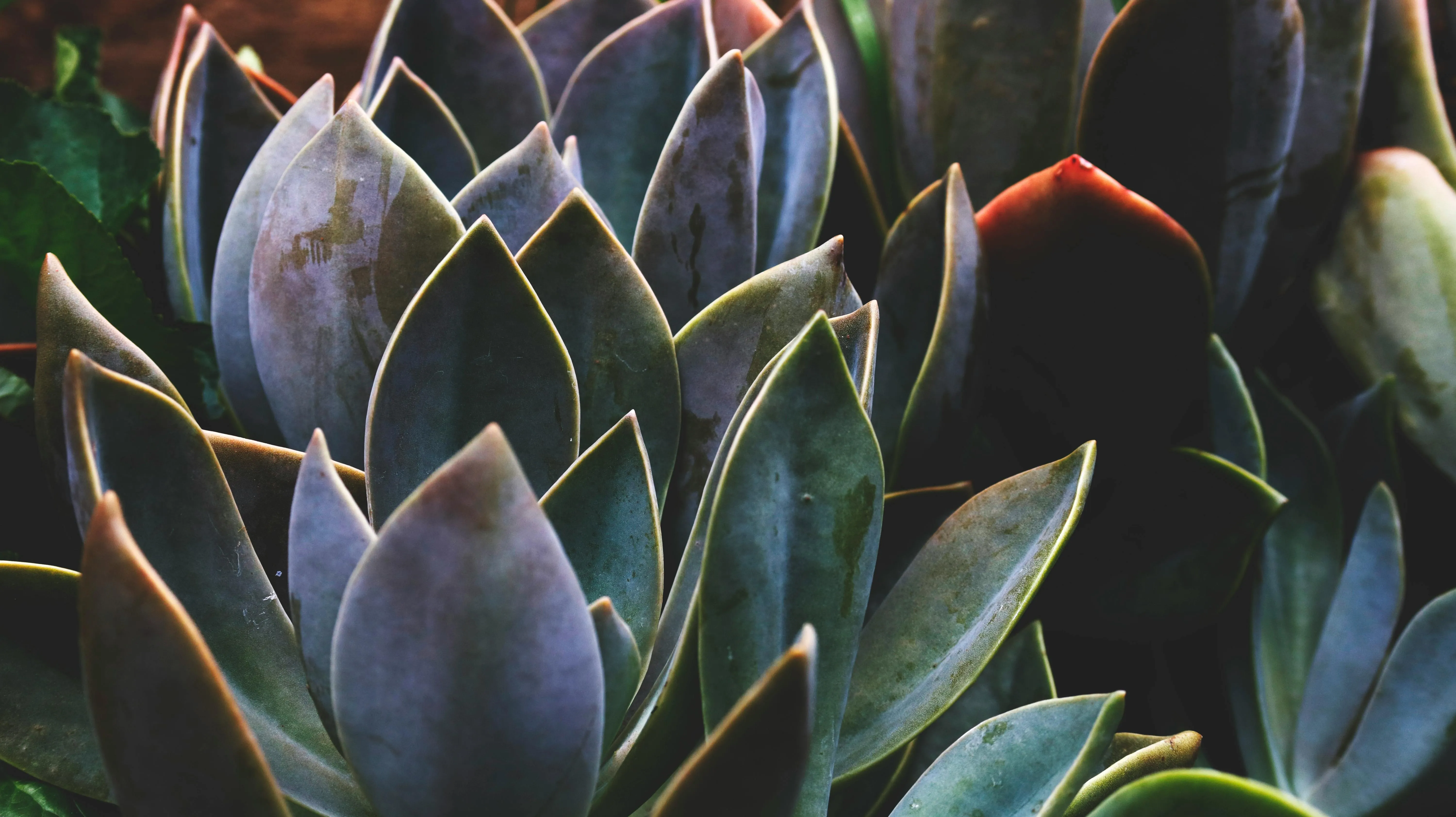 Maureen Bekker on Pexels