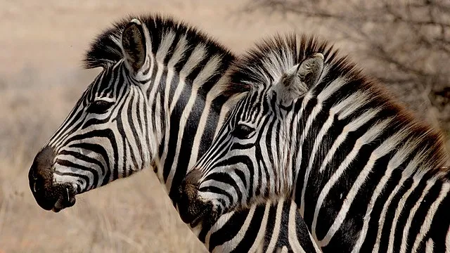 safaritravelplus on wikimedia