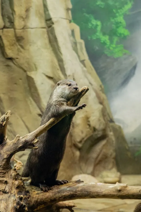 15 Adorable Otter Facts That Will Melt Your Heart on World Otter Day