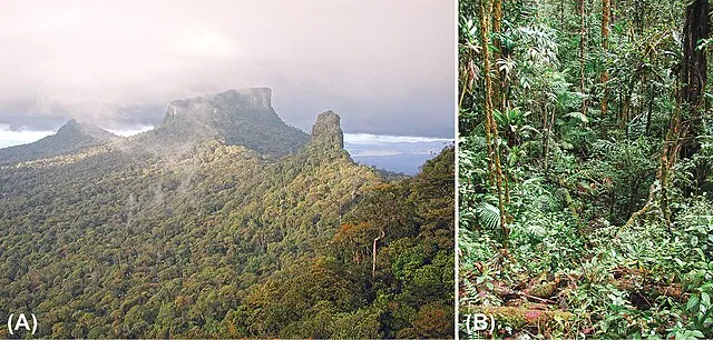 Photographs courtesy D. Bruce Means on Wikimedia Commons