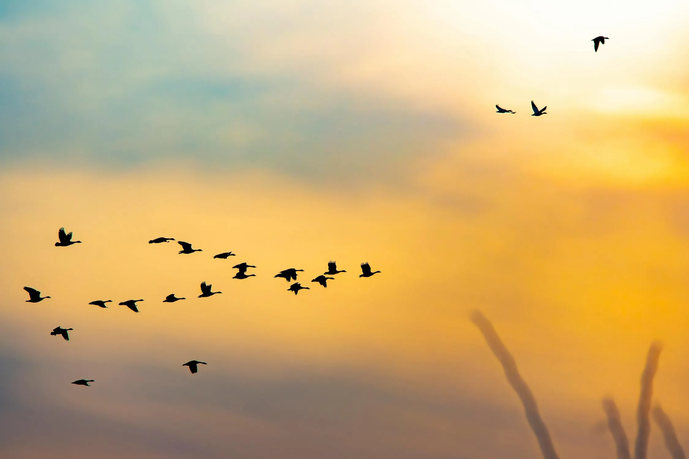 David Dibert on Pexels