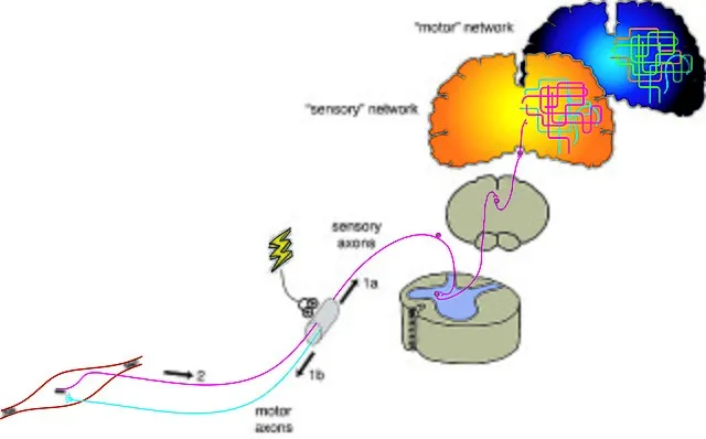 Rgcarson on Wikimedia Commons
