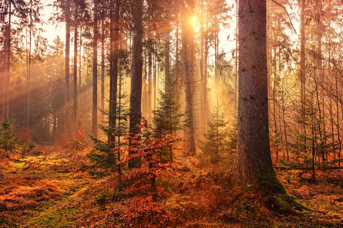 Johannes Plenio from Unsplash