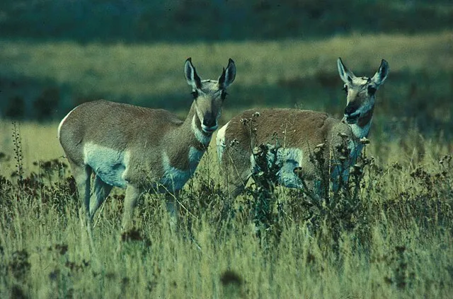 Zahm Gary, U.S. Fish and Wildlife Service on wikimedia