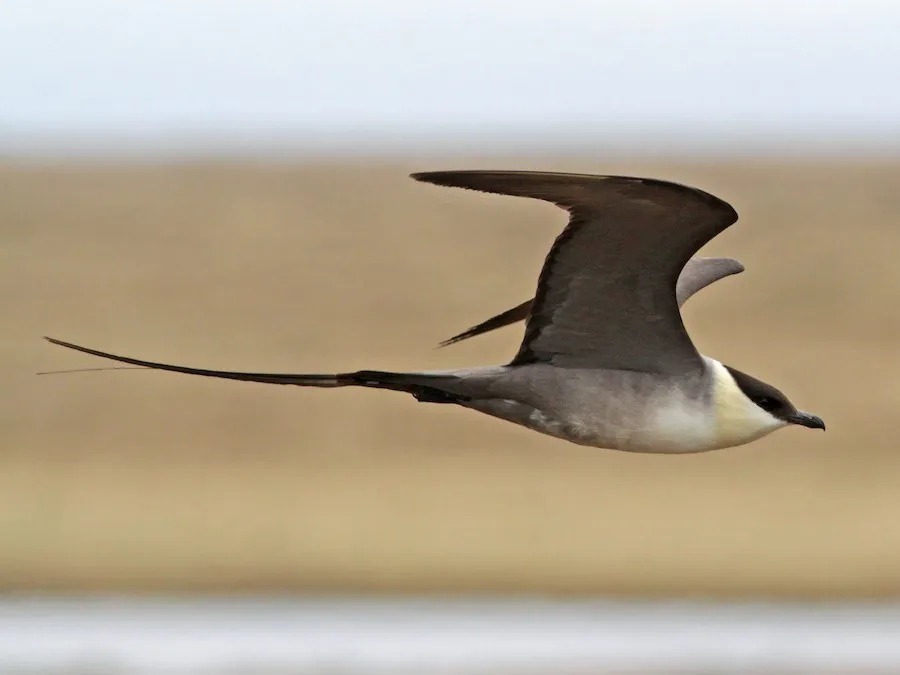 Image from eBird