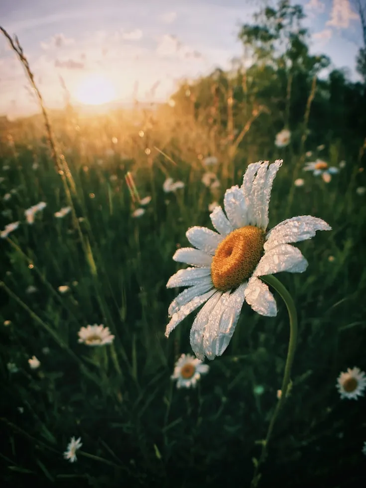 Aaron Burden from Unsplash