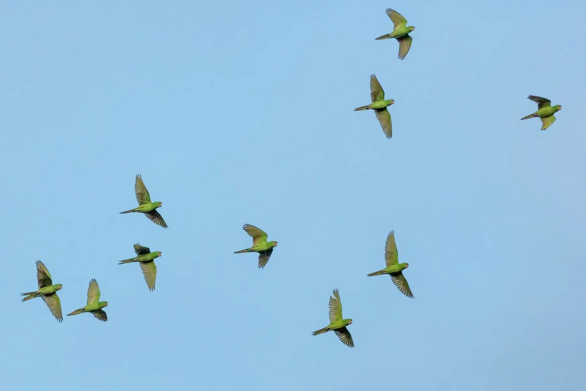 15 Bird Species Known for Long-Distance Travel