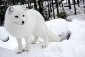 Image from Alaska.org