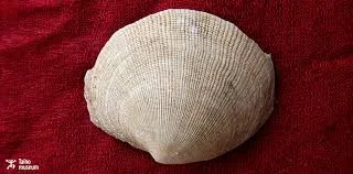 Image from Taino Museum