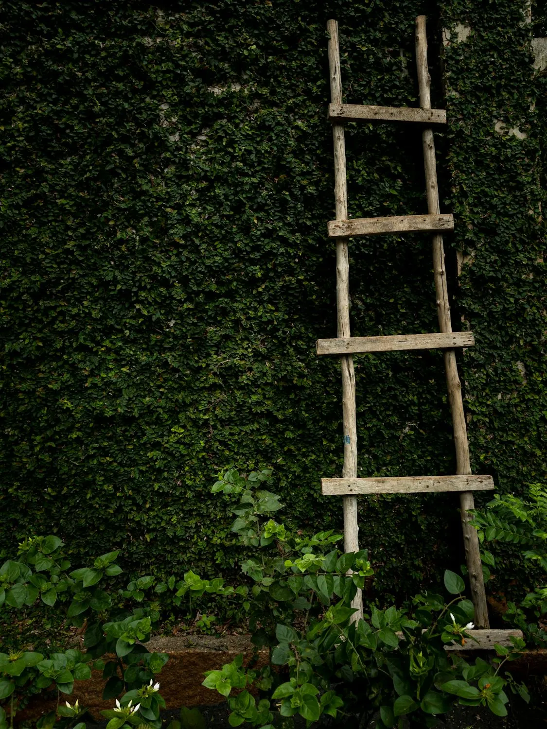 Suhas Hanjar on Pexels