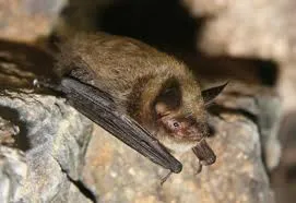 Image from Bat Conservation International