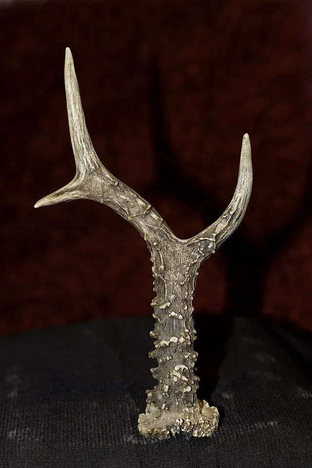 Kirospe on wikimedia