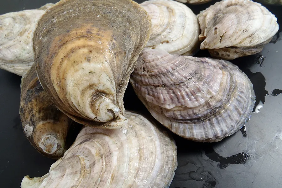 Image from NOAA Fisheries