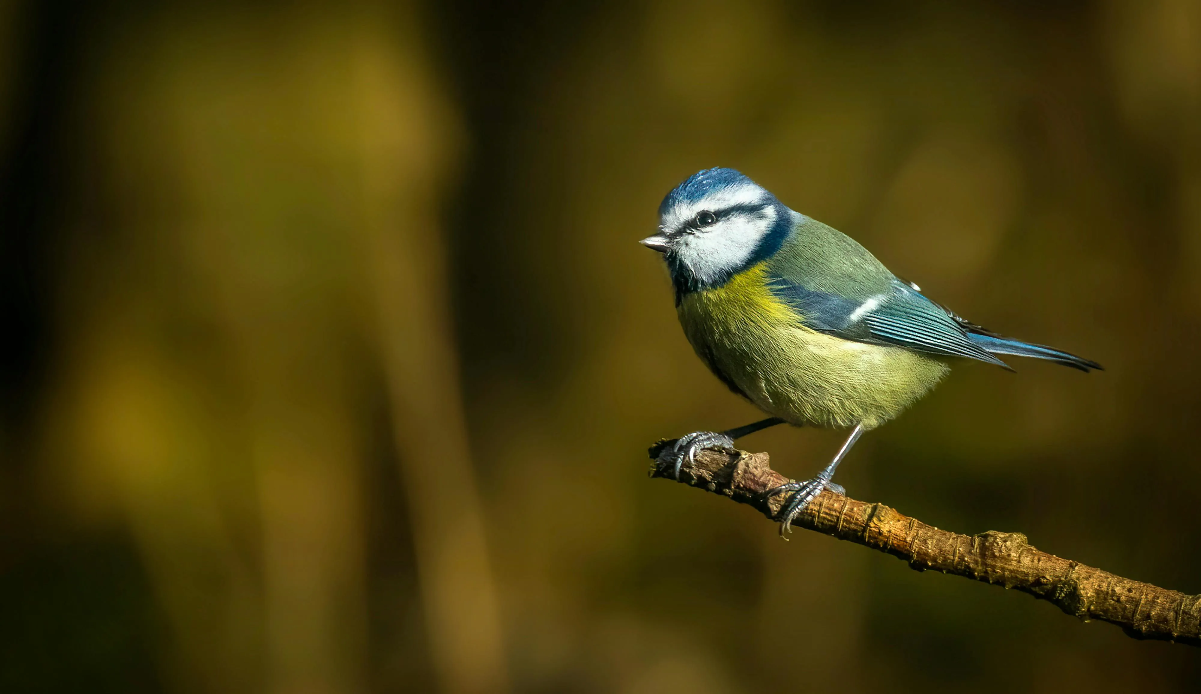 Ray Bilcliff on Pexels