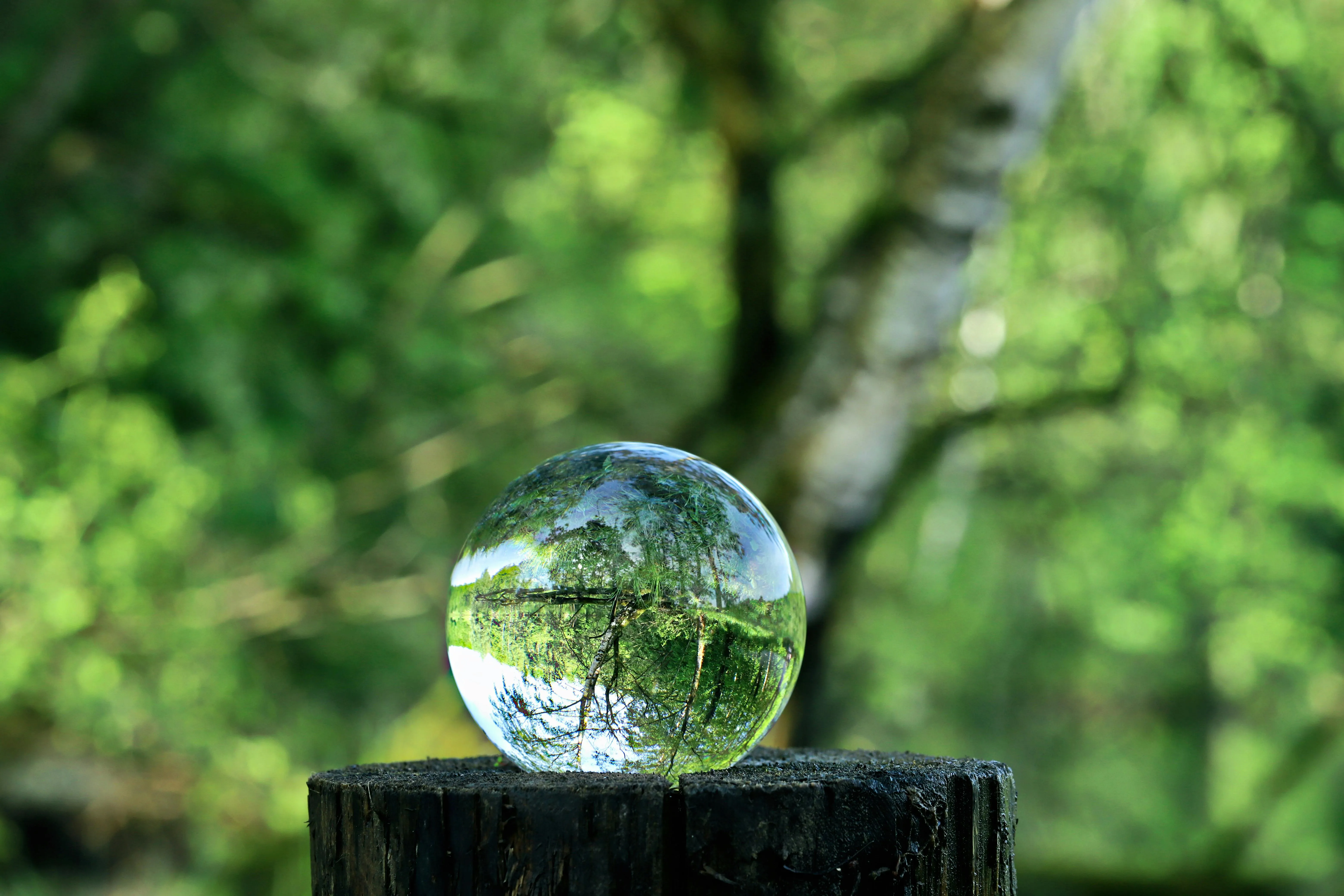 12 Natural Indicators Used to Track Environmental Change