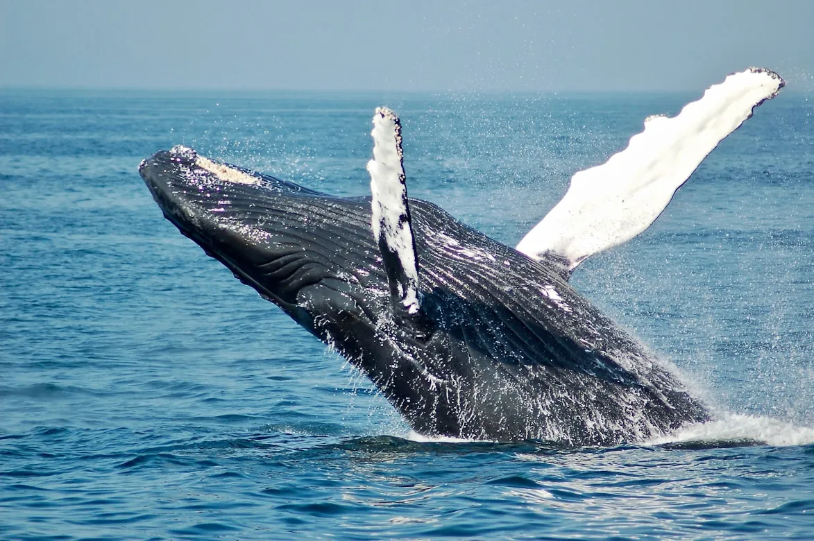 18 Adaptations That Help Organisms Survive Extreme Conditions
