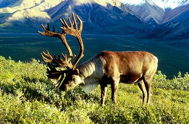 Dean Biggins (U.S. Fish and Wildlife Service) on wikimedia