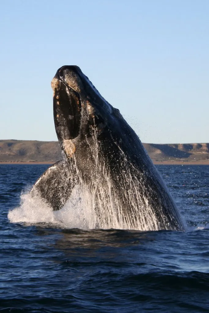 Image from Wikipedia