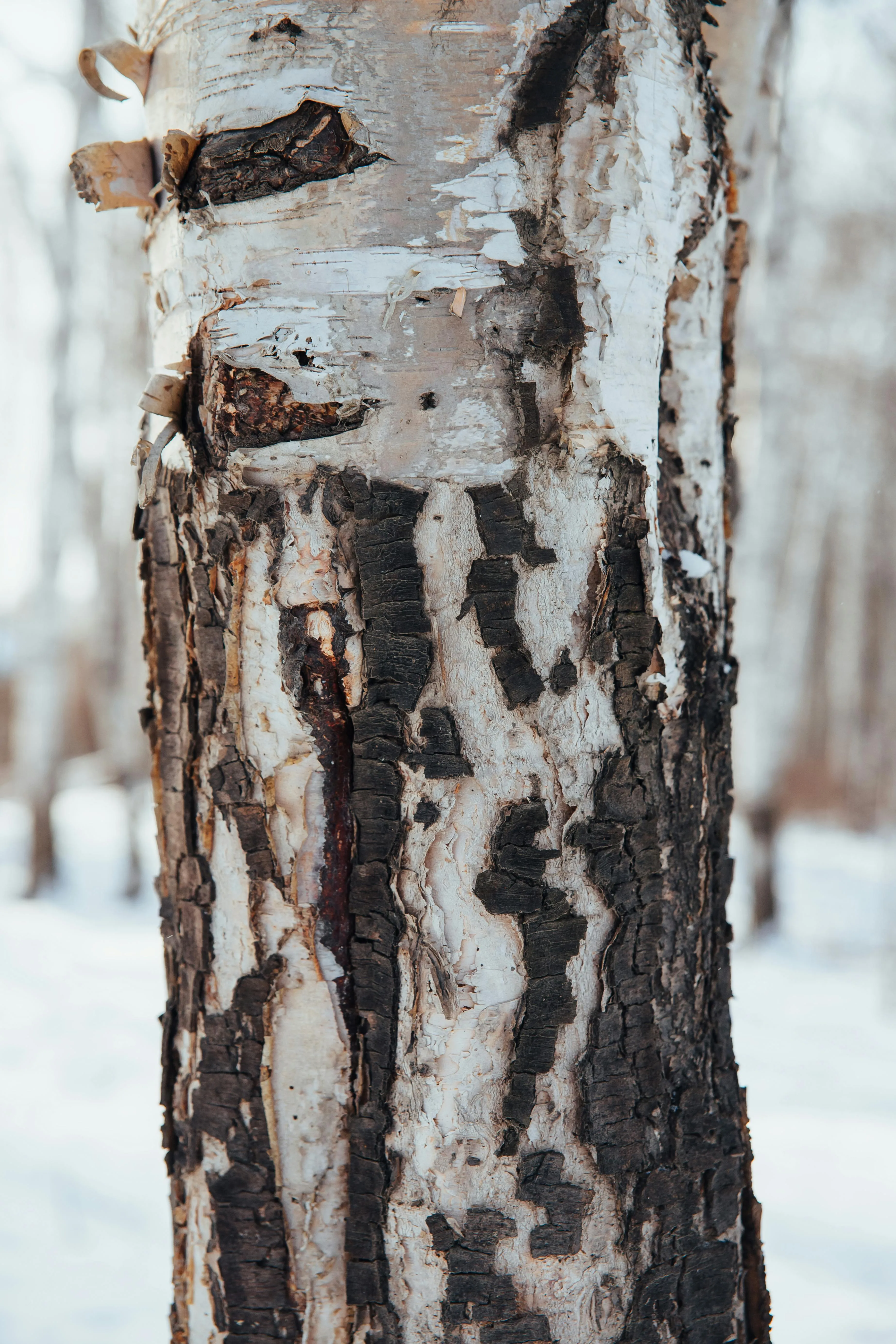 Ivan Babydov on Pexels