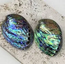 Image from Simply Shells