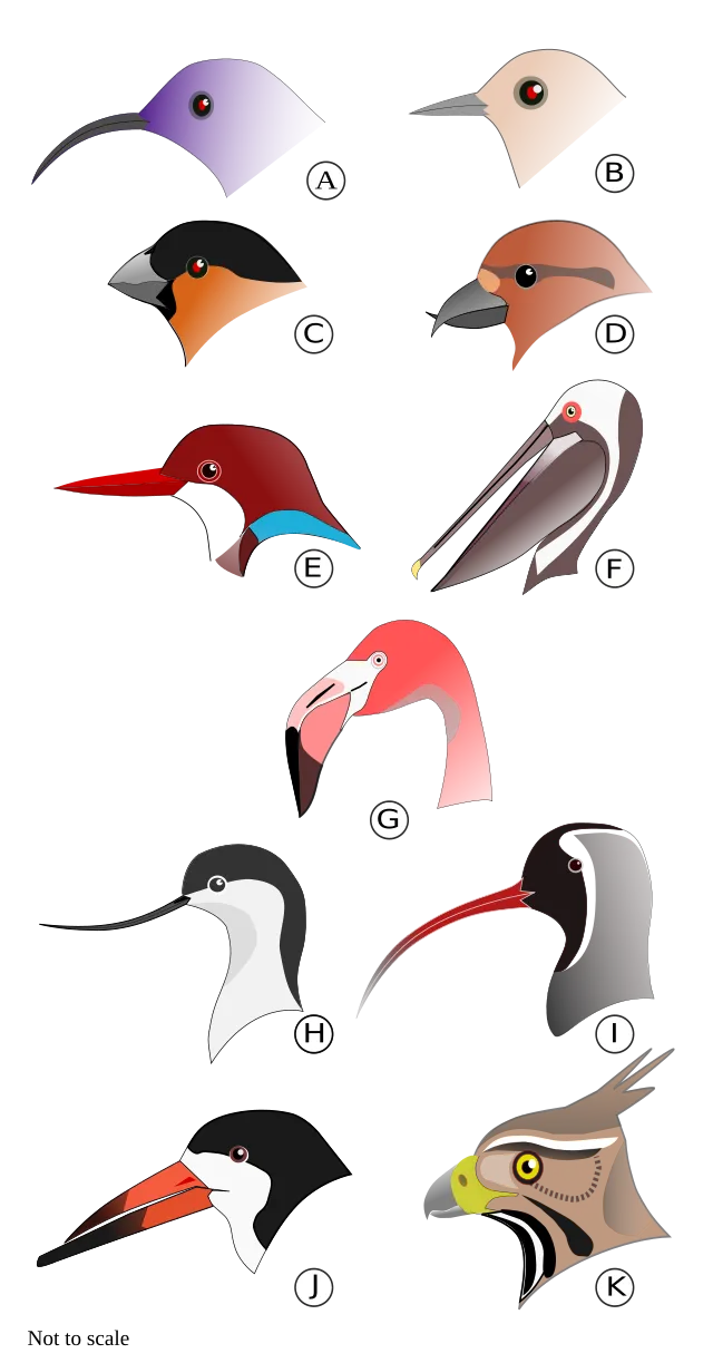 L. Shyamal on Wikimedia Commons