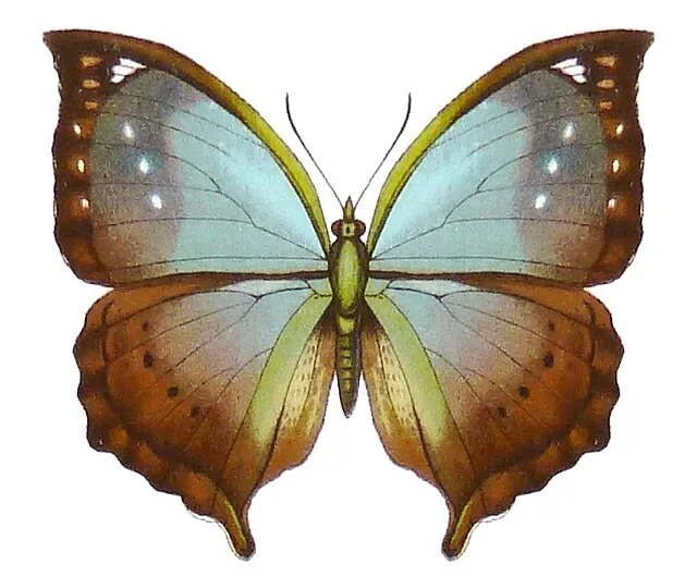Mallika jacksoni on Wikimedia Commons