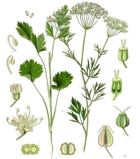 Image from Wikipedia
