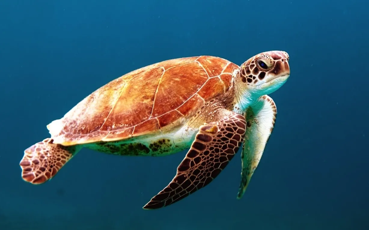 15 Biological Traits Present in Only a Few Species