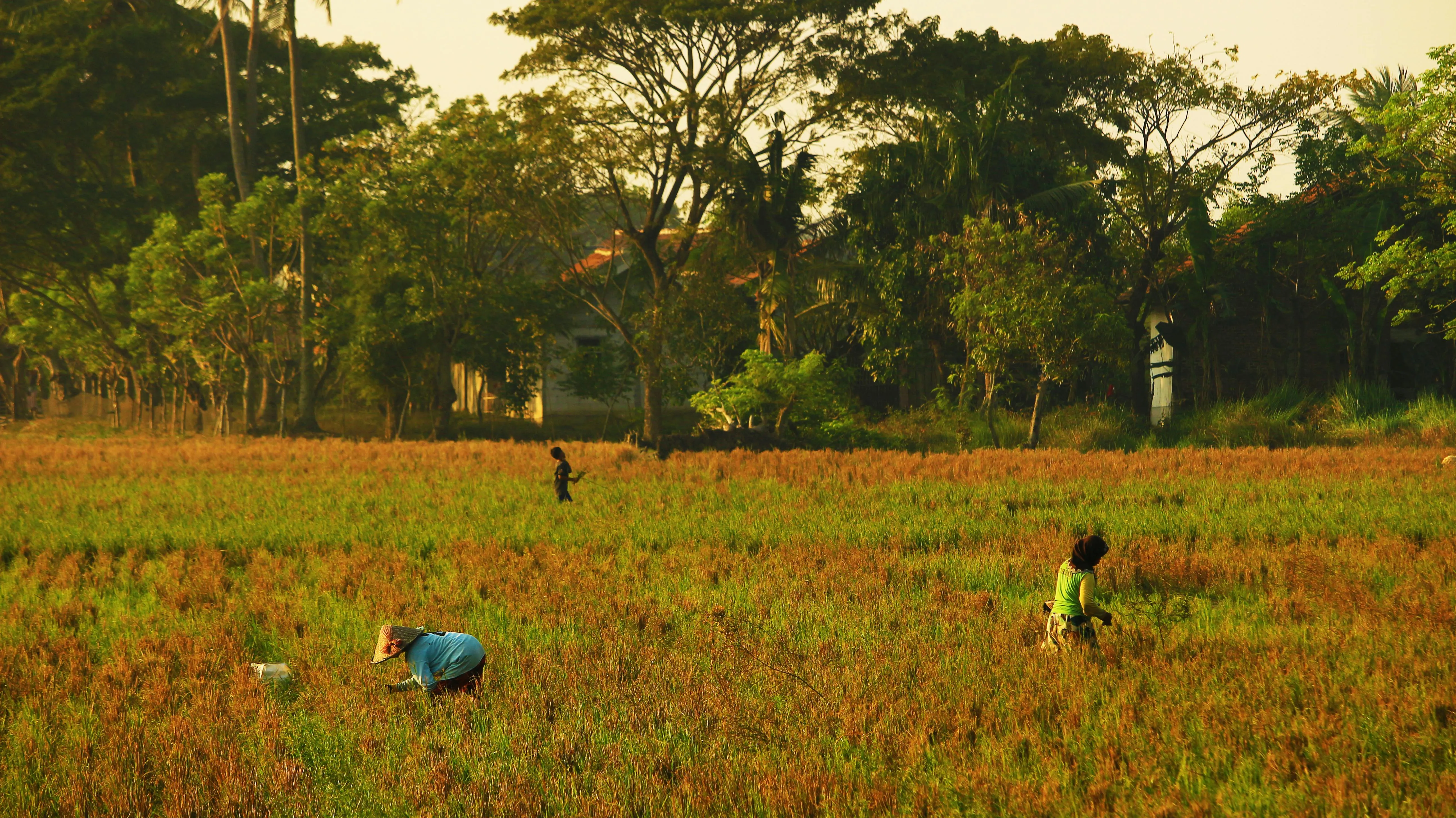 20 Farming Practices Used Before Modern Equipment