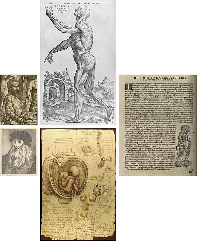 Bioanthropologist1 on Wikimedia Commons