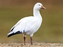 Image from All About Birds