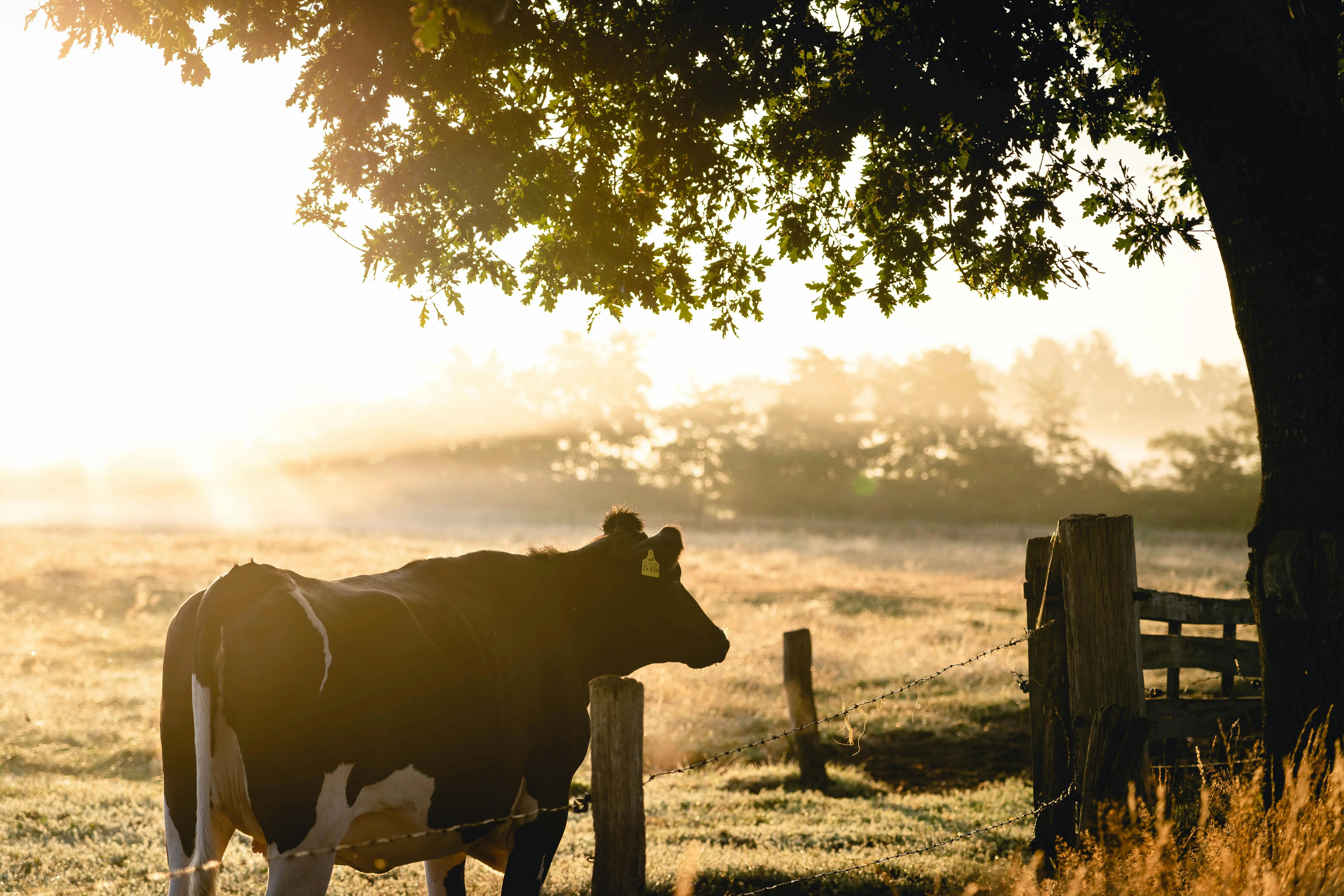18 Historic Farming Methods That Inspired Modern Techniques