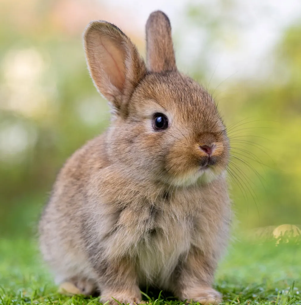 Image from GuineaDad