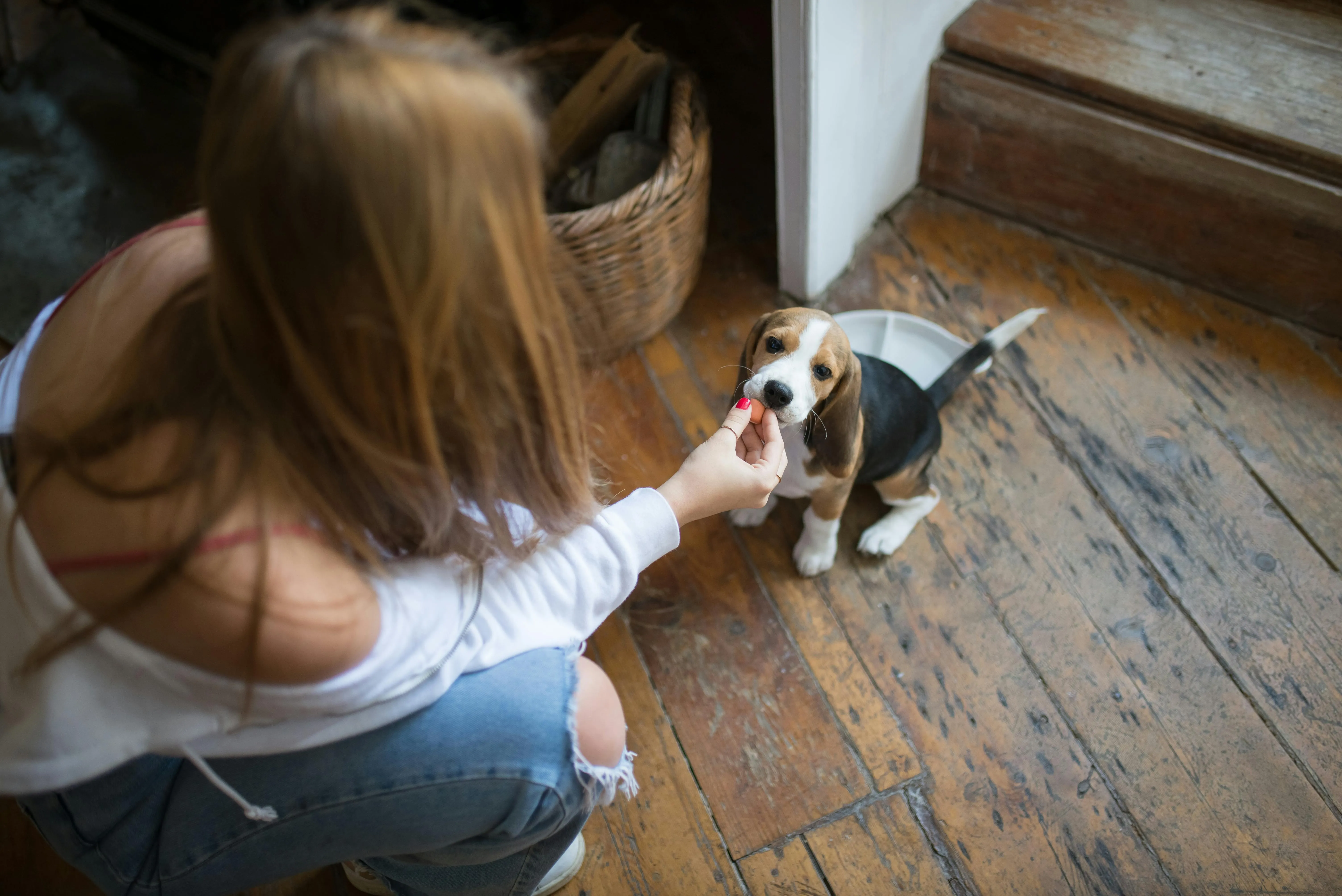 10 Pet-Friendly Home Design Ideas for Happy Fur Babies