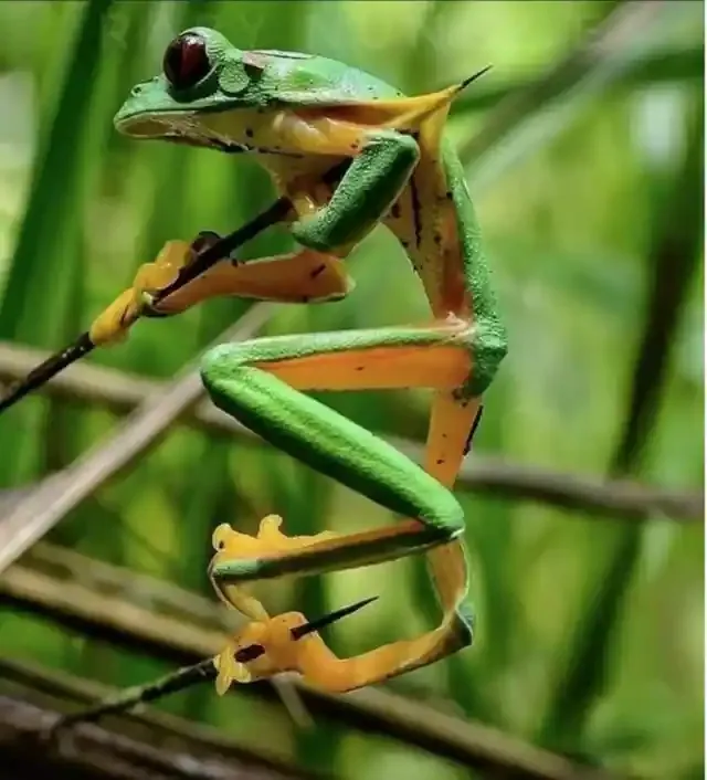 source: Raby NÃºÃ±ez E