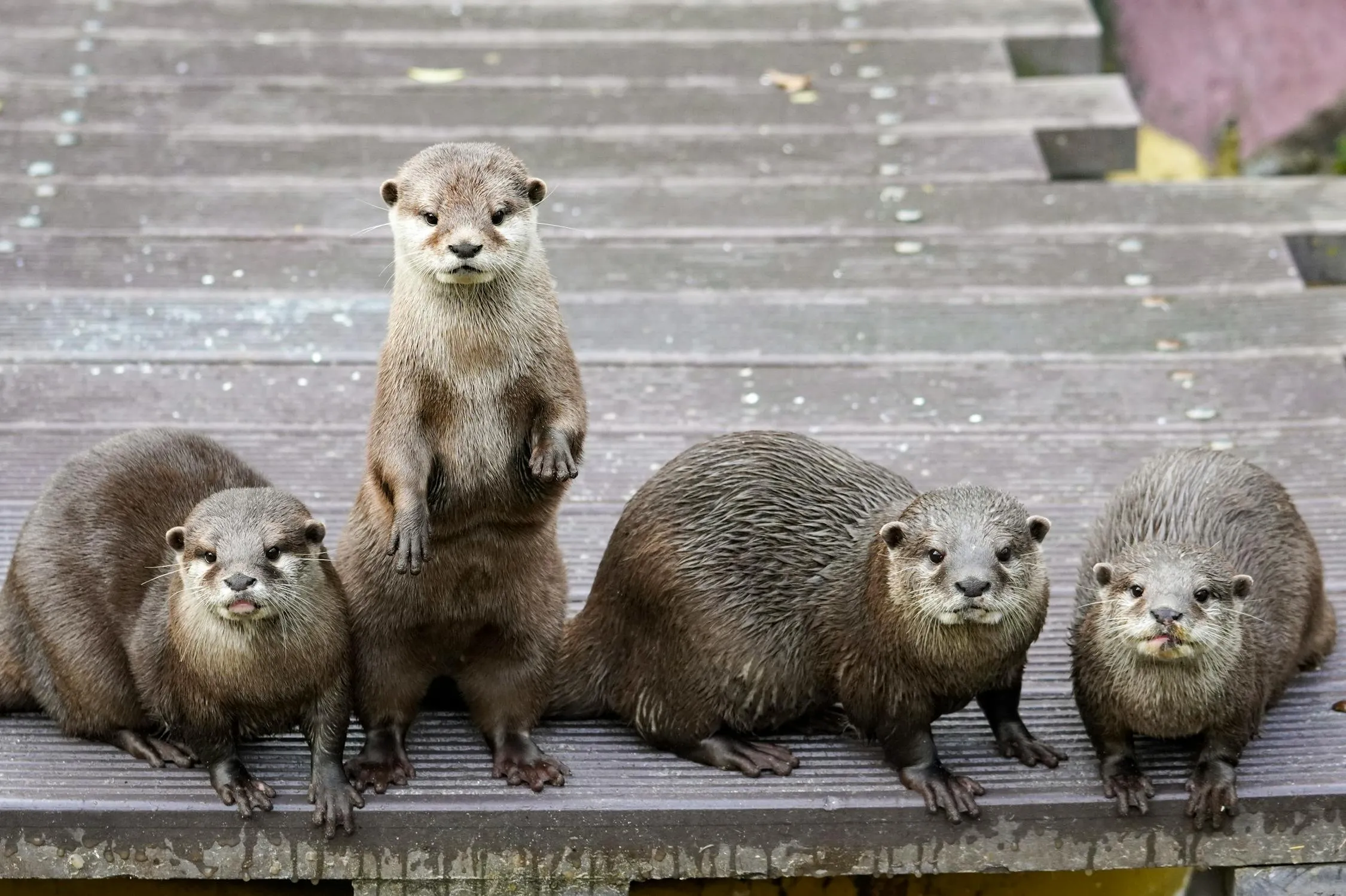 12 Ways to Help Protect Otters and Their Habitats This World Otter Day