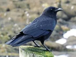 Image from All About Birds
