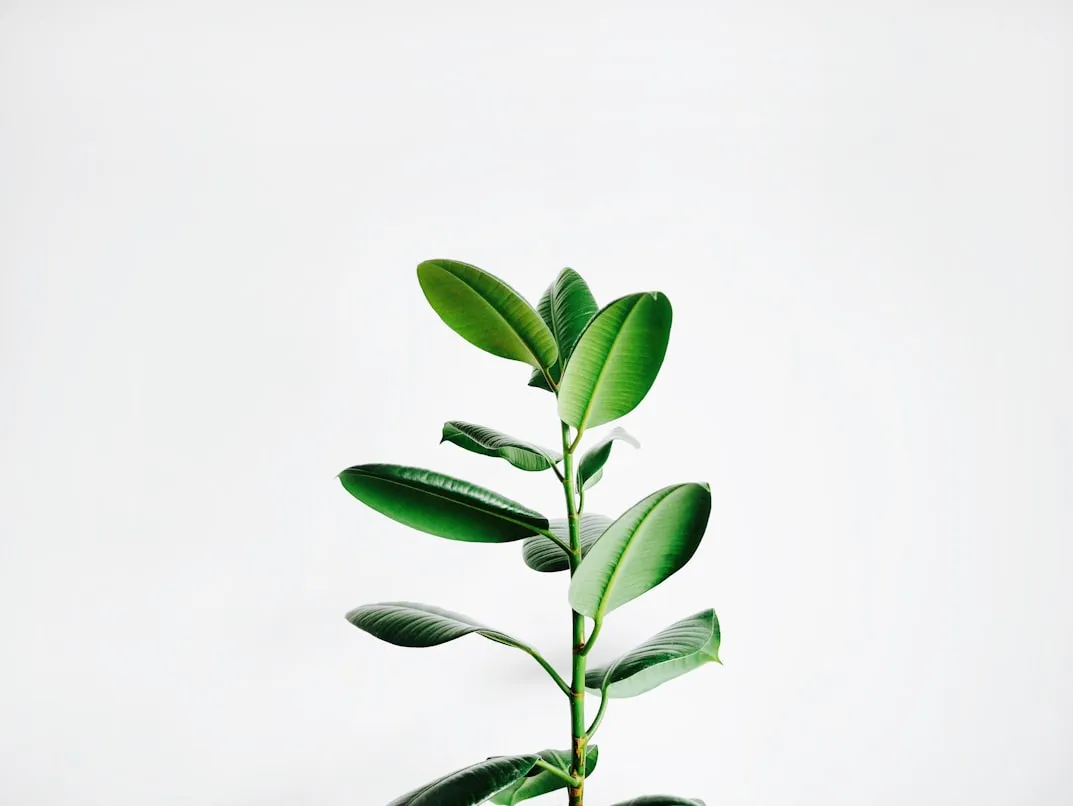 Igor Son from Unsplash