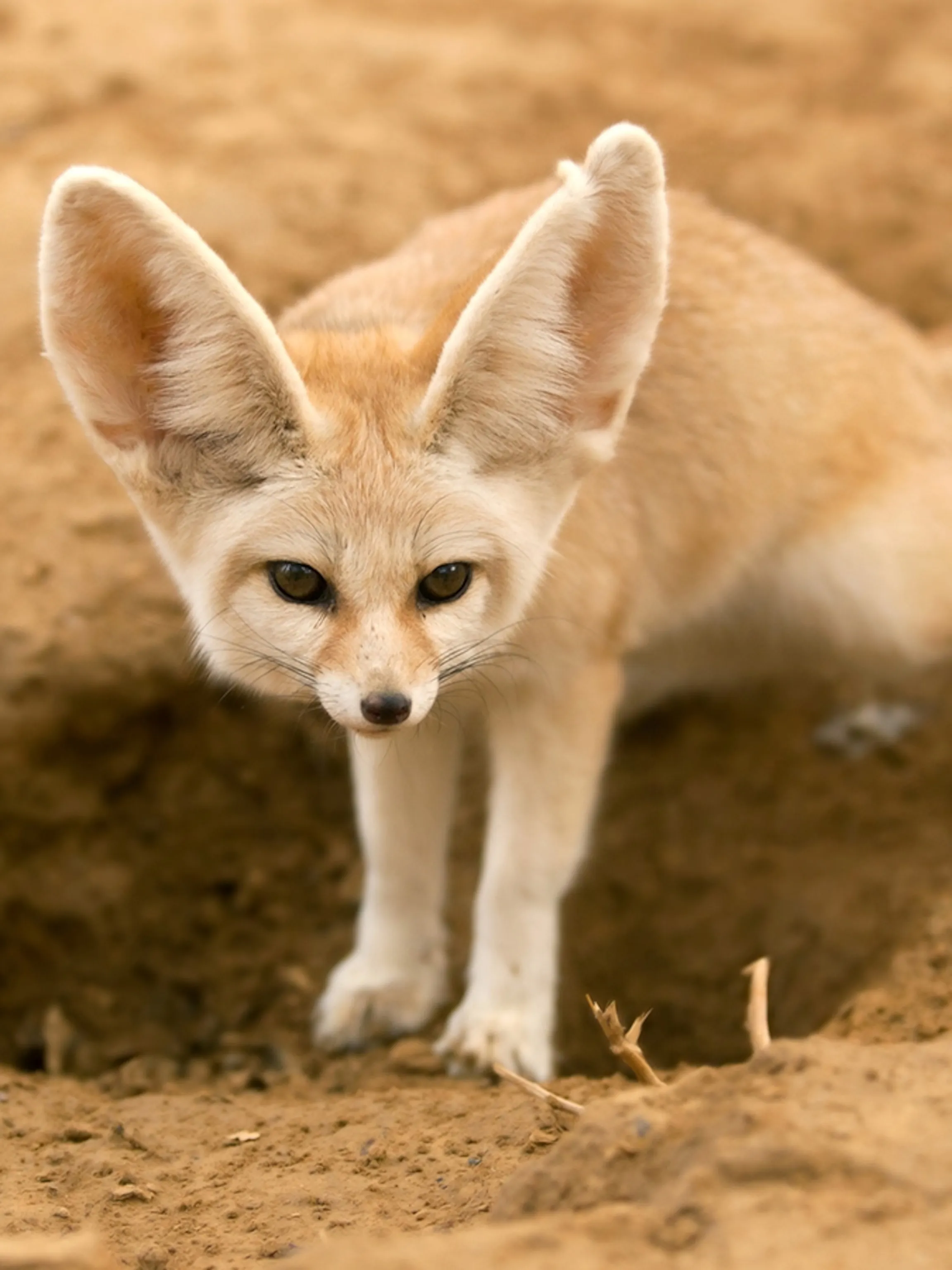 Image from National Geographic Kids