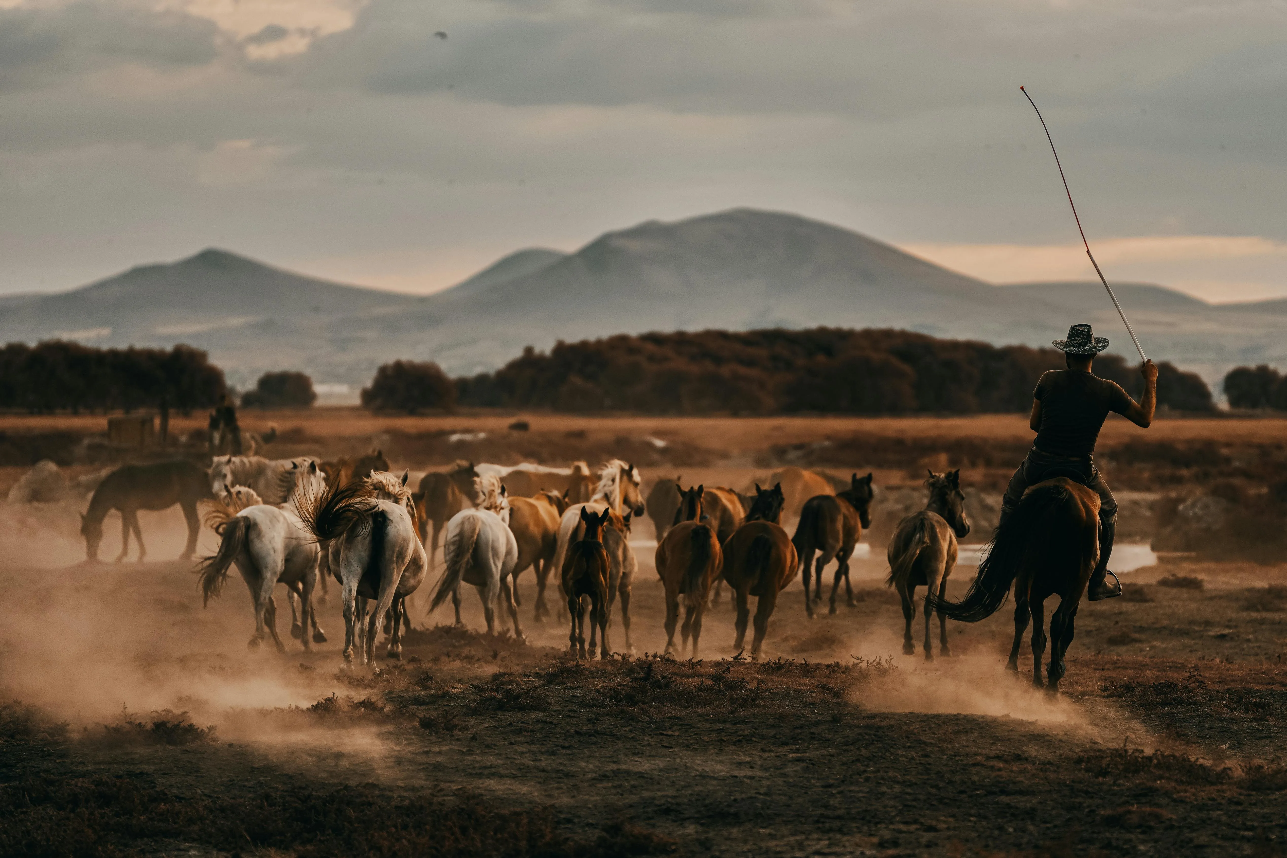 Osman Arabacı on pexels
