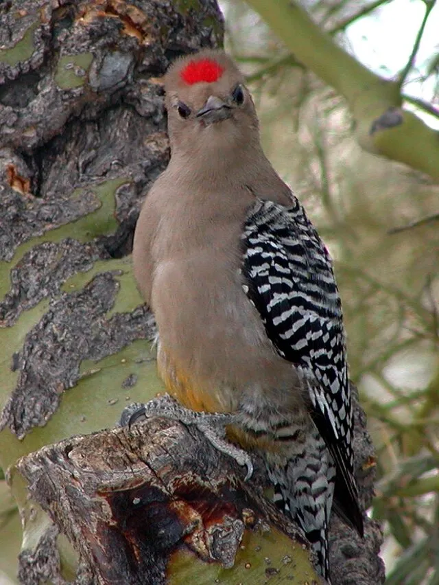 NPS on wikimedia
