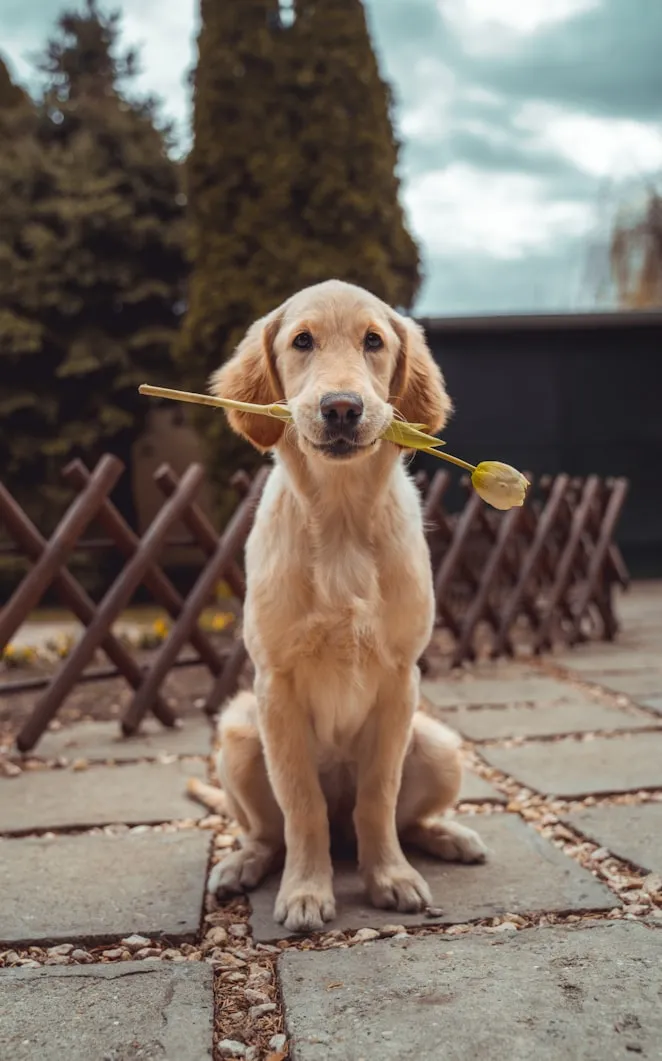 Richard Brutyo on Unsplash