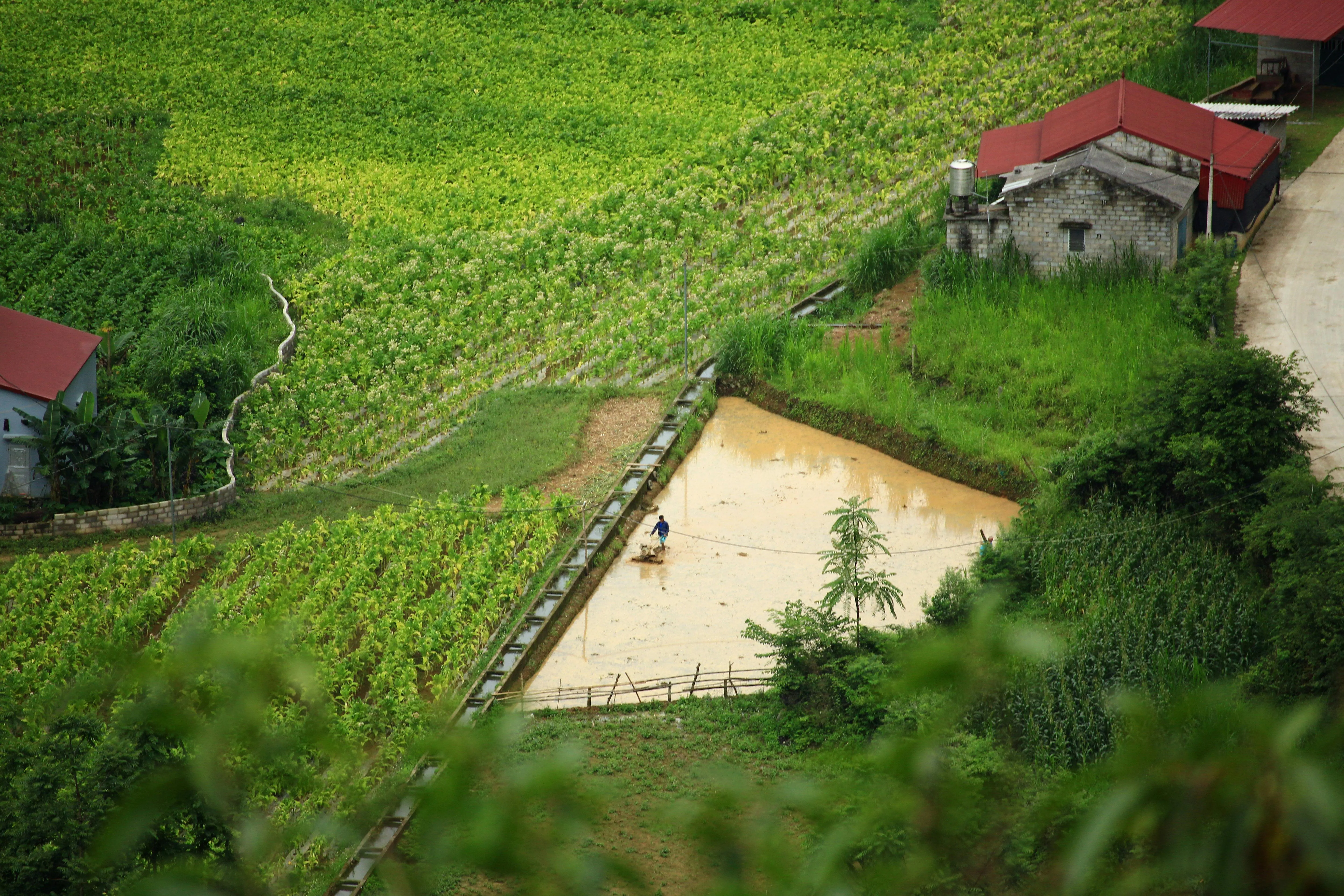 Trưởng Bản Review on pexels
