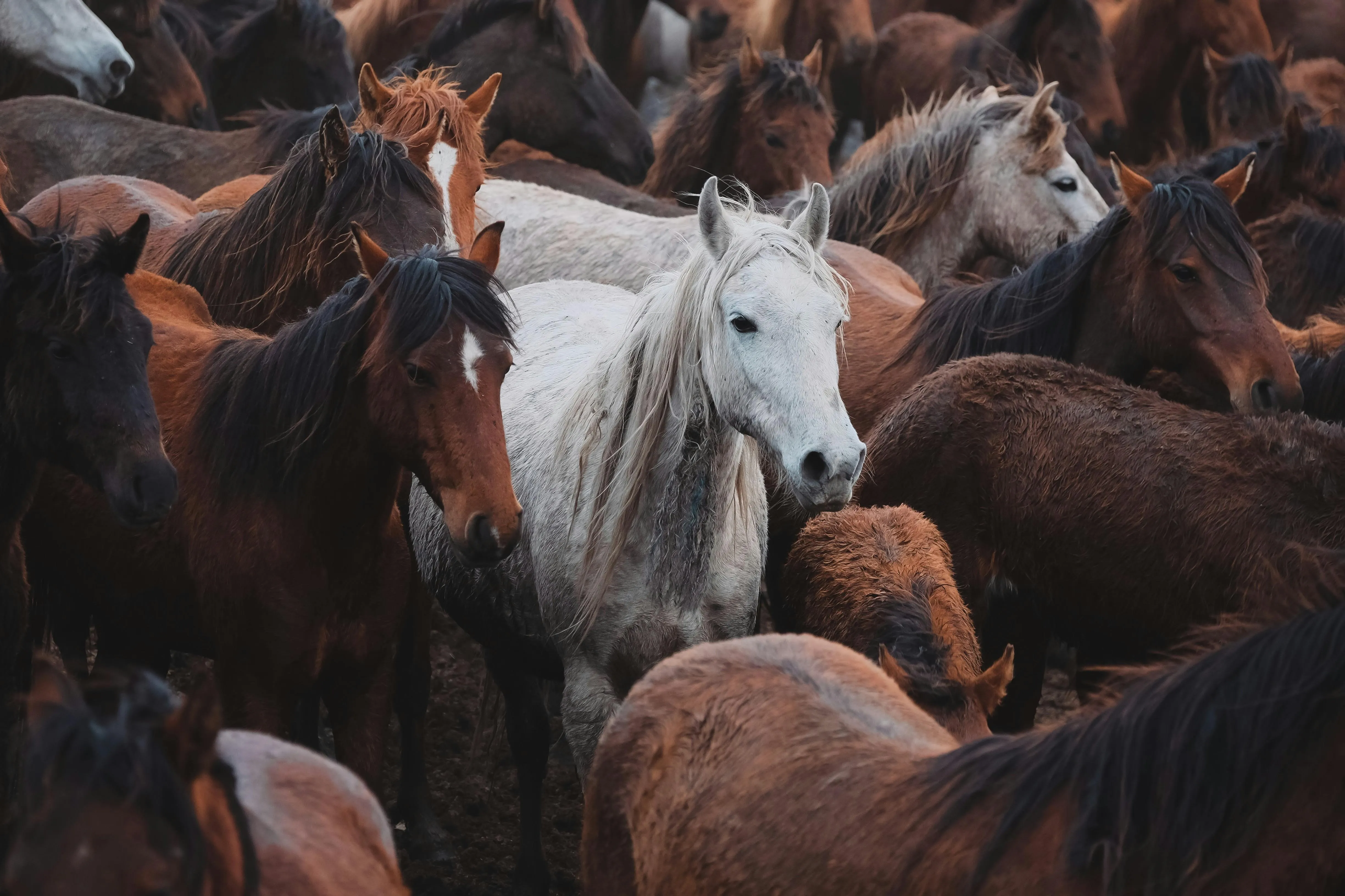 Mehmet Turgut Kirkgoz on Pexels