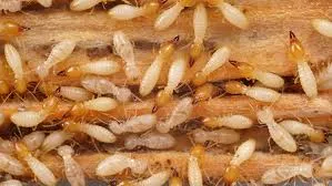 Image from Entomology Today