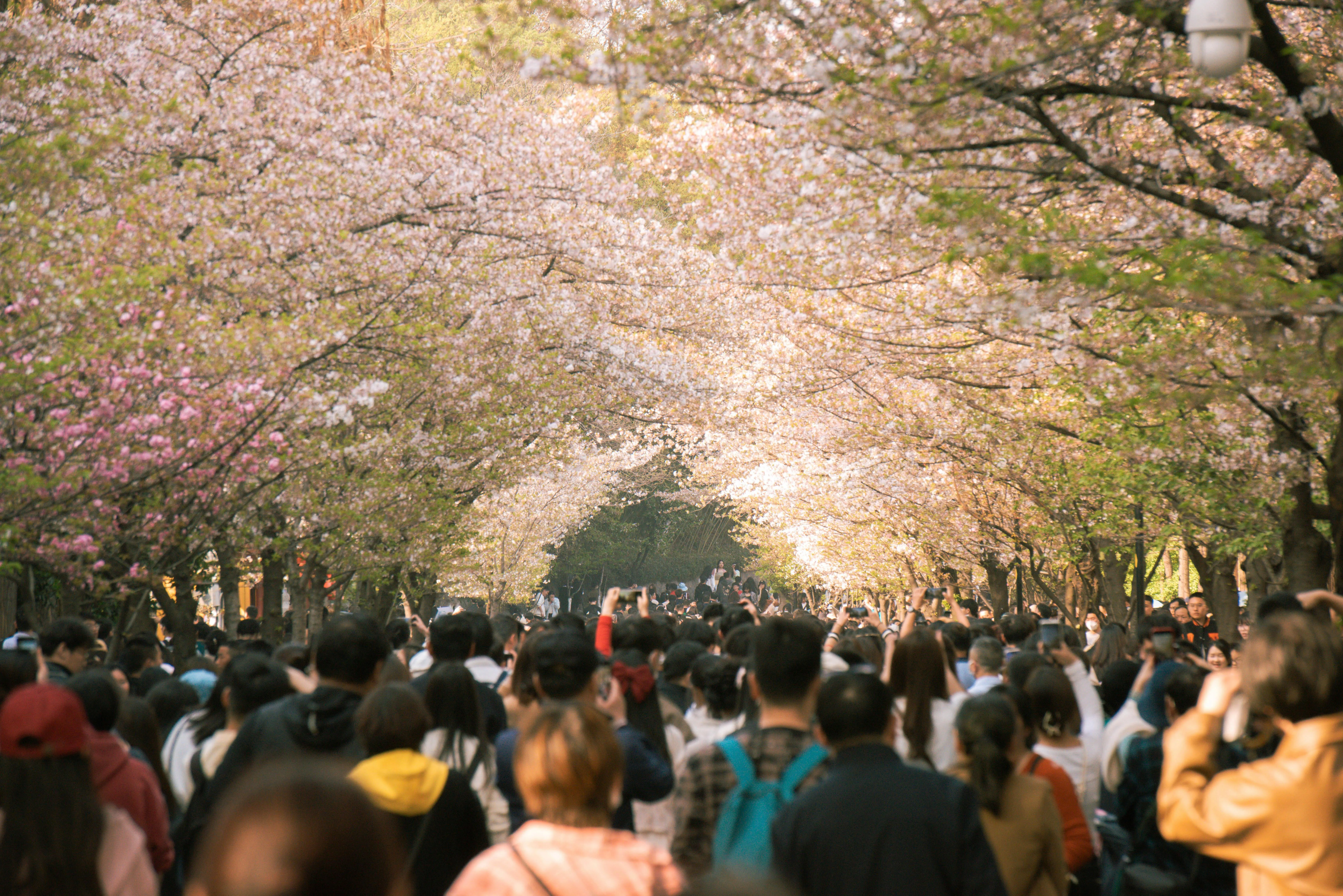余鑫磊 on Pexels