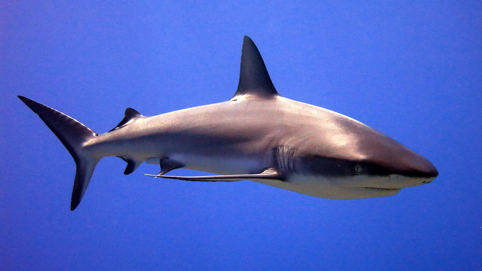 Image from Wikipedia